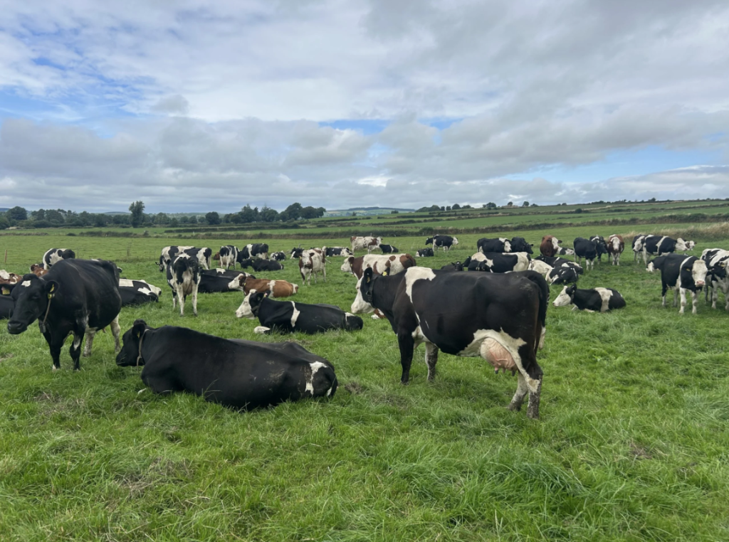 The Montbeliardes, Holstein Friesian, and Swedish Red Crossbred cows grazing on the farm
