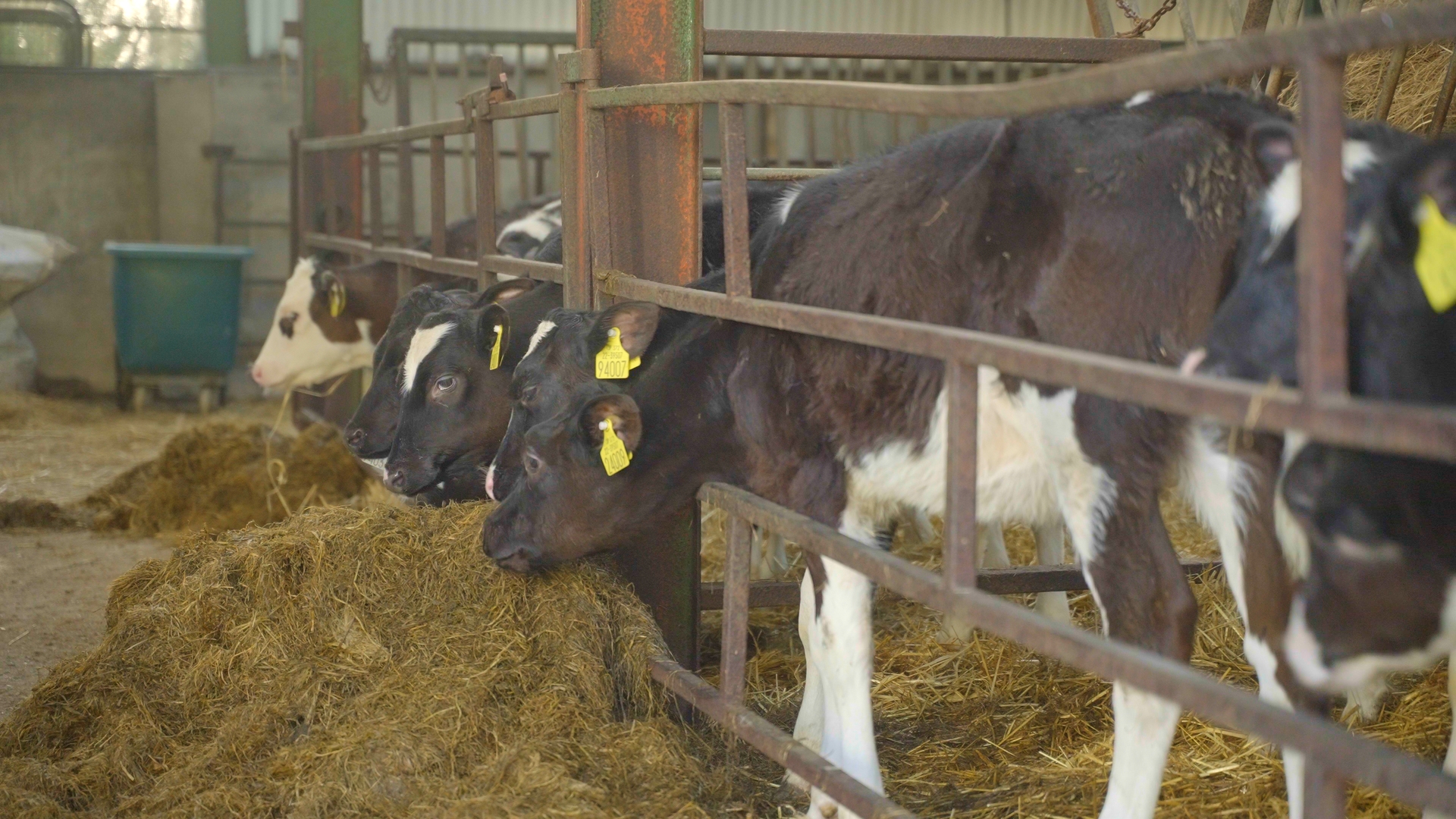 Calves at Johnstown