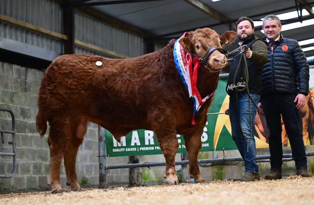 Lot 20 Champion bull Clontown Varley sold for €7,400