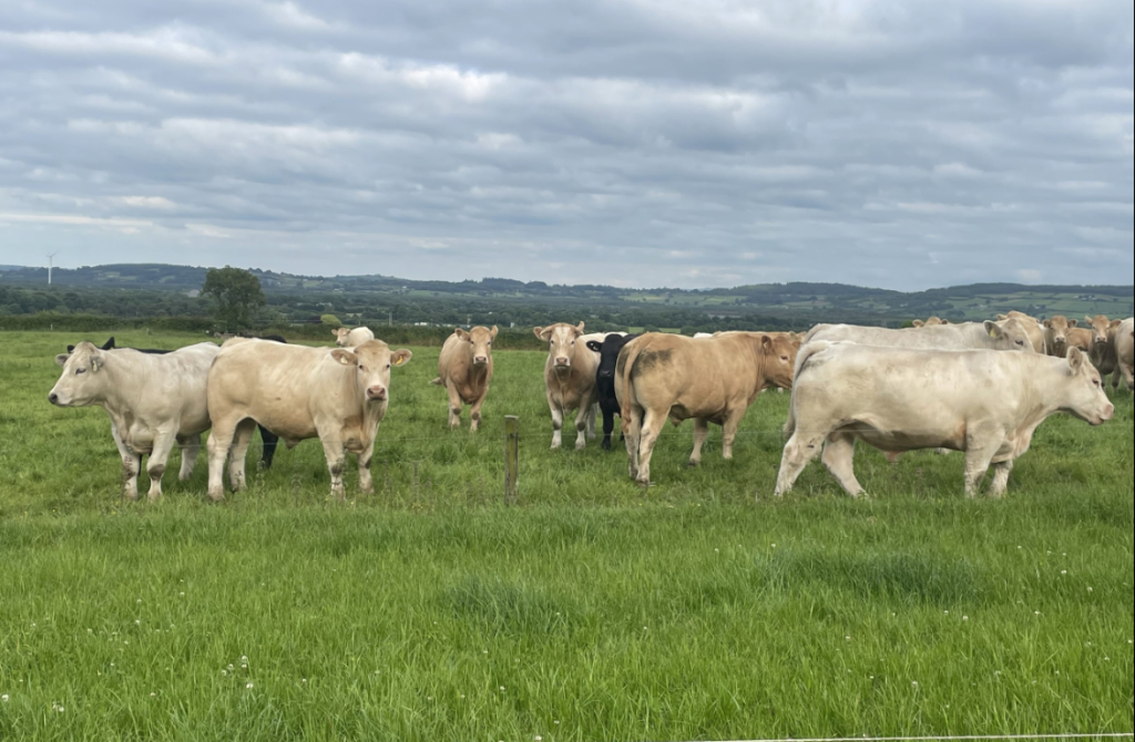 A sample of the type of cattle on the Tim Meagher's Co. Tipperary farm