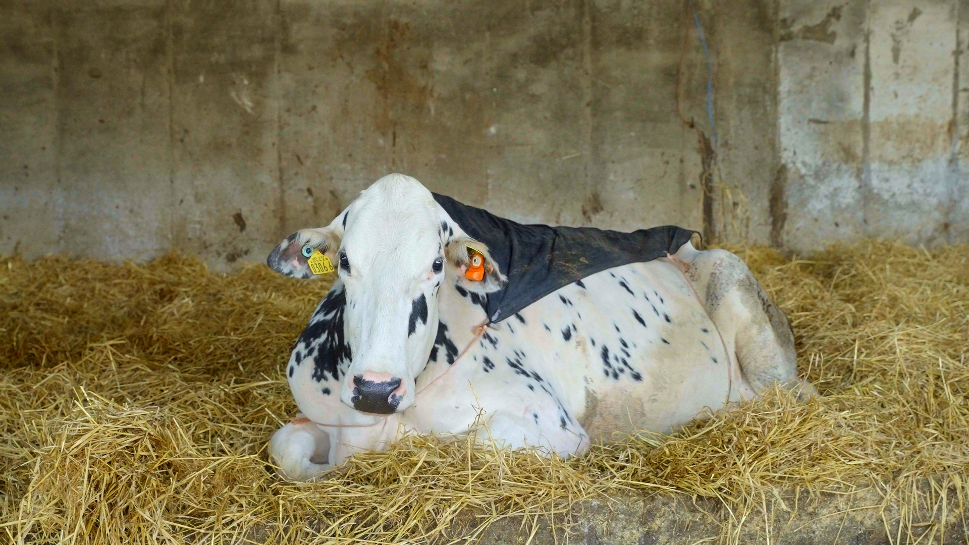 Annaghmore Fitz Atlee EX96