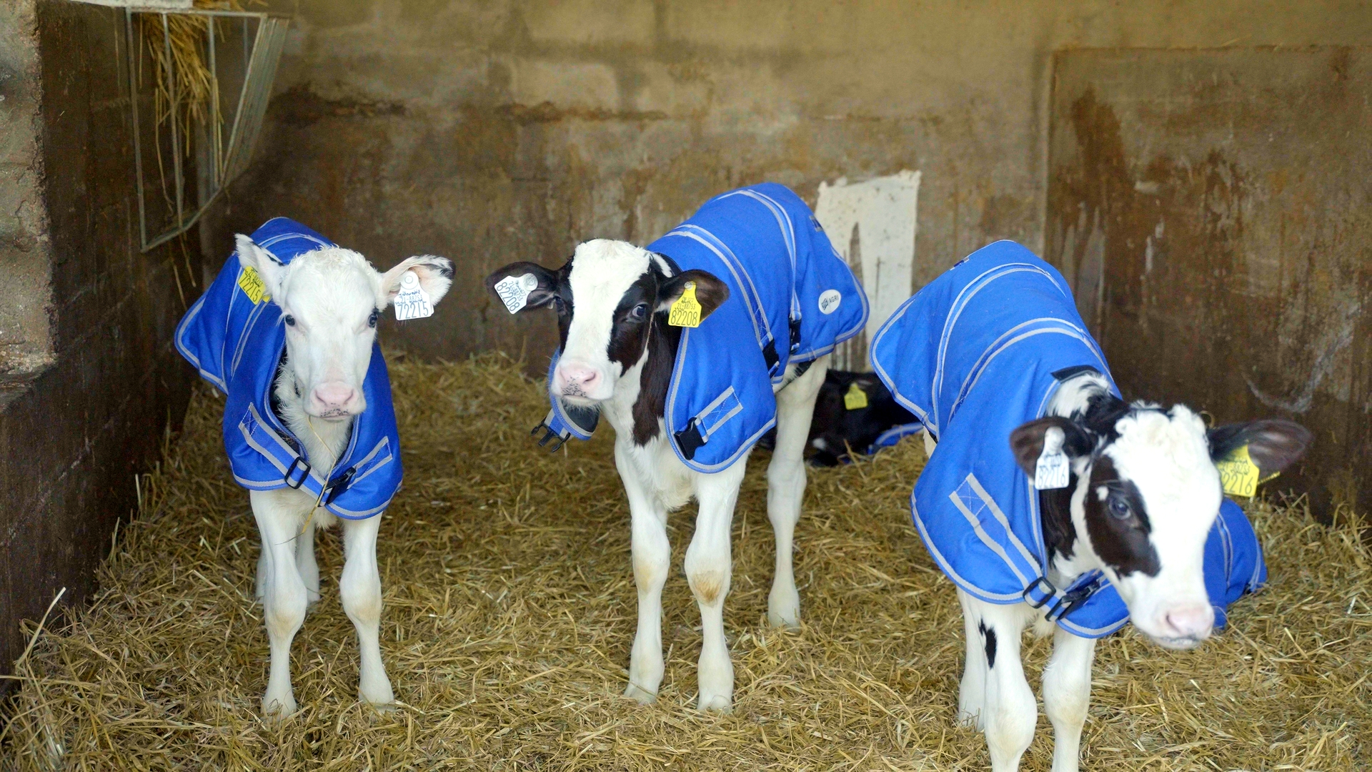 Some of Philip's newborn pedigree calves.