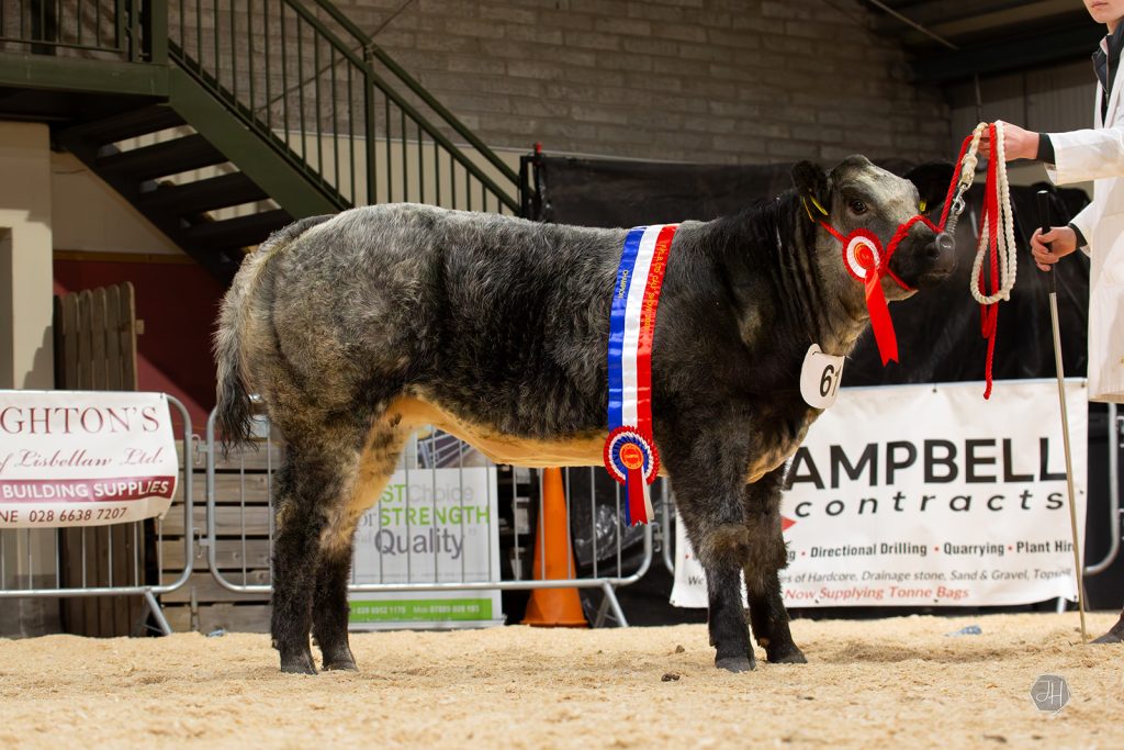 The Overall Commercial Champion was exhibited by Robbie Woods.
