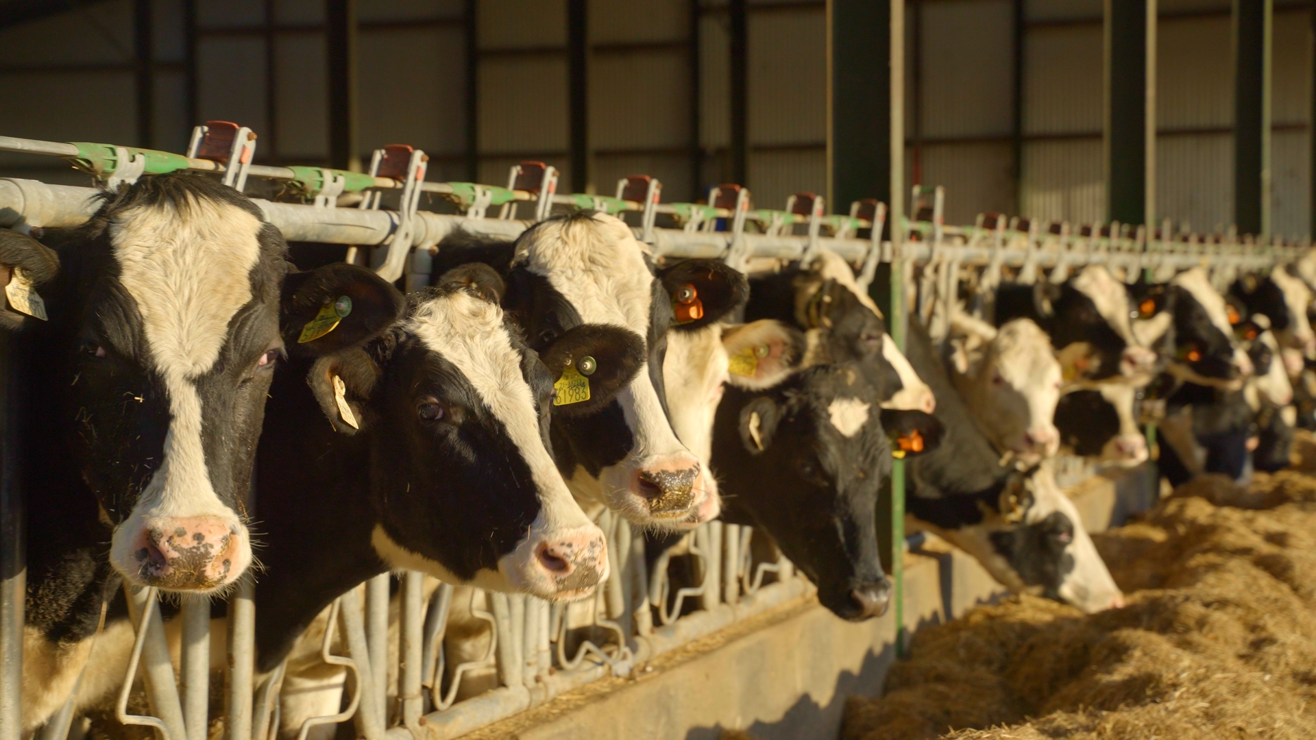 Some of Hallow Holsteins herd