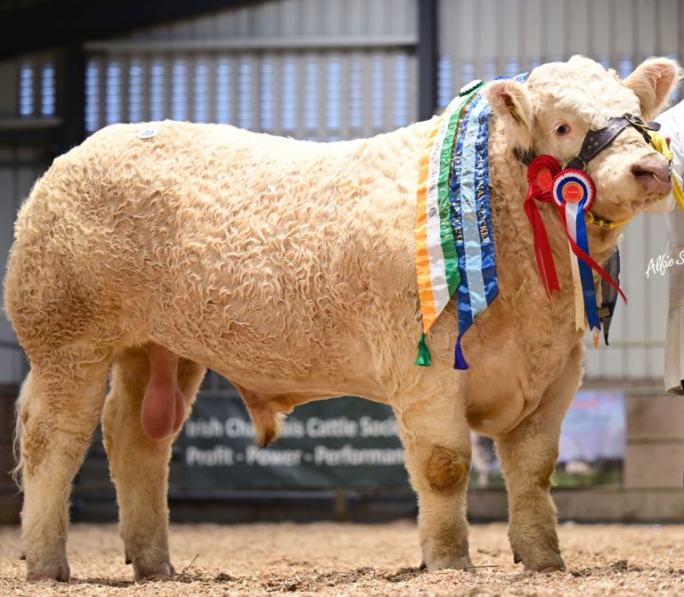 Goldstar Van Gogh (et)