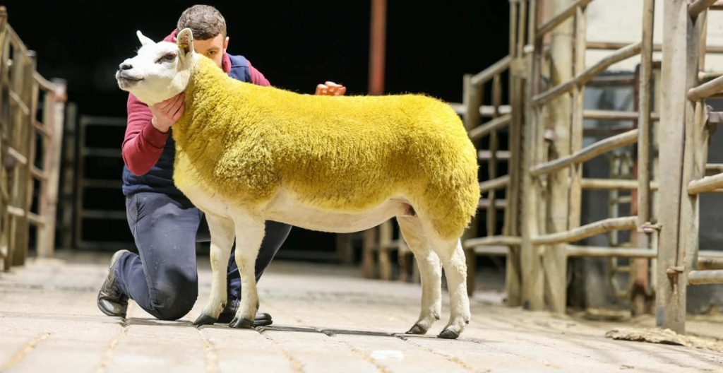 Lot 7 sold for €2,700 for Cathal McCauley