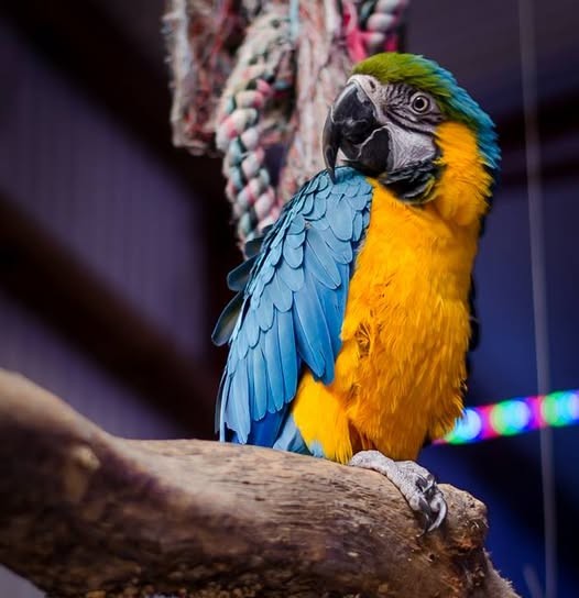 Rio the parrot. Source: Kia Ora