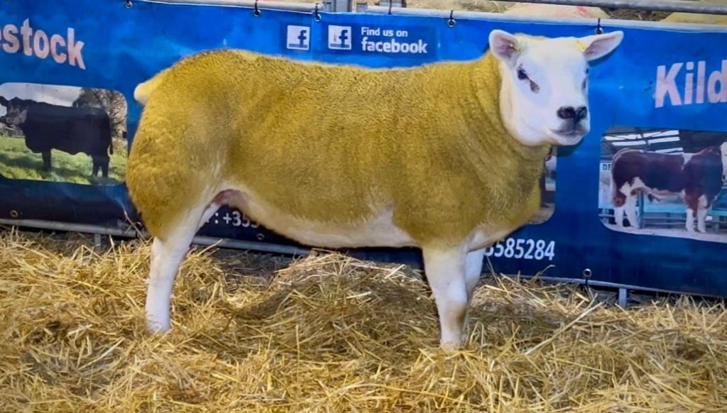 The sale topper was Lot 32 selling for €6,400 from Robert J. Dunne's Kilduff Texel pen