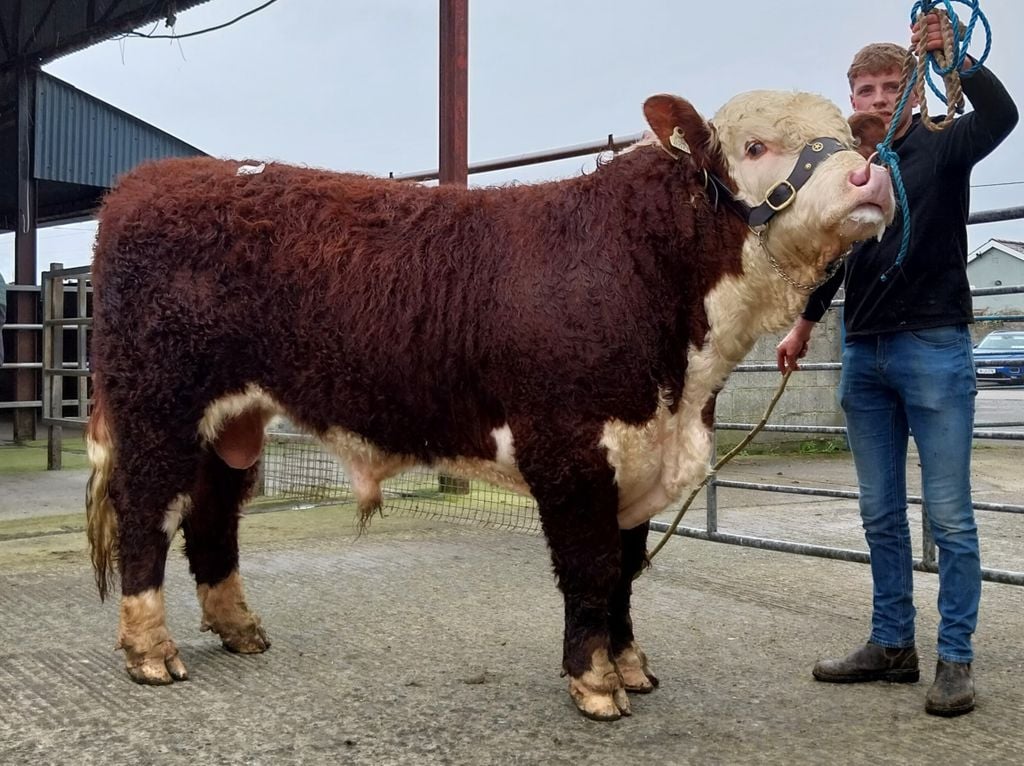 Ballinveney Harvest HH with owner Brian Farrell