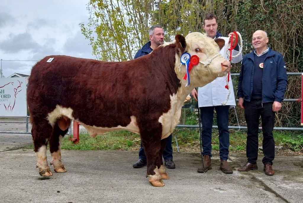 Reserve Champion: Springvilla Mason 1240 HH
