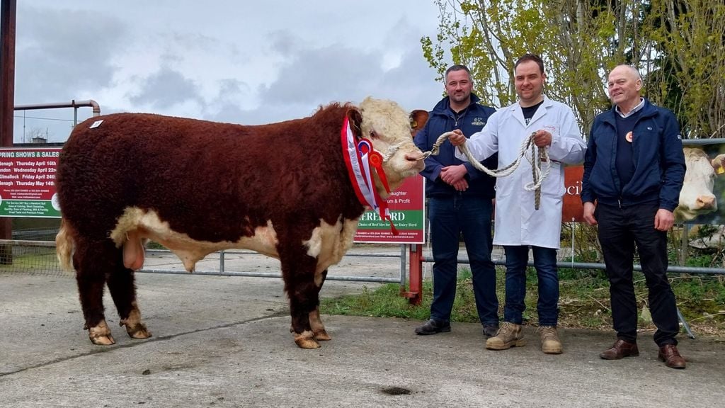 Champion: Springvilla Martin 1220 HH with Tennyson Egar from Irish Hereford Prime, breeder Robert Roycroft and judge Thomas Beirne. Source: IHBS