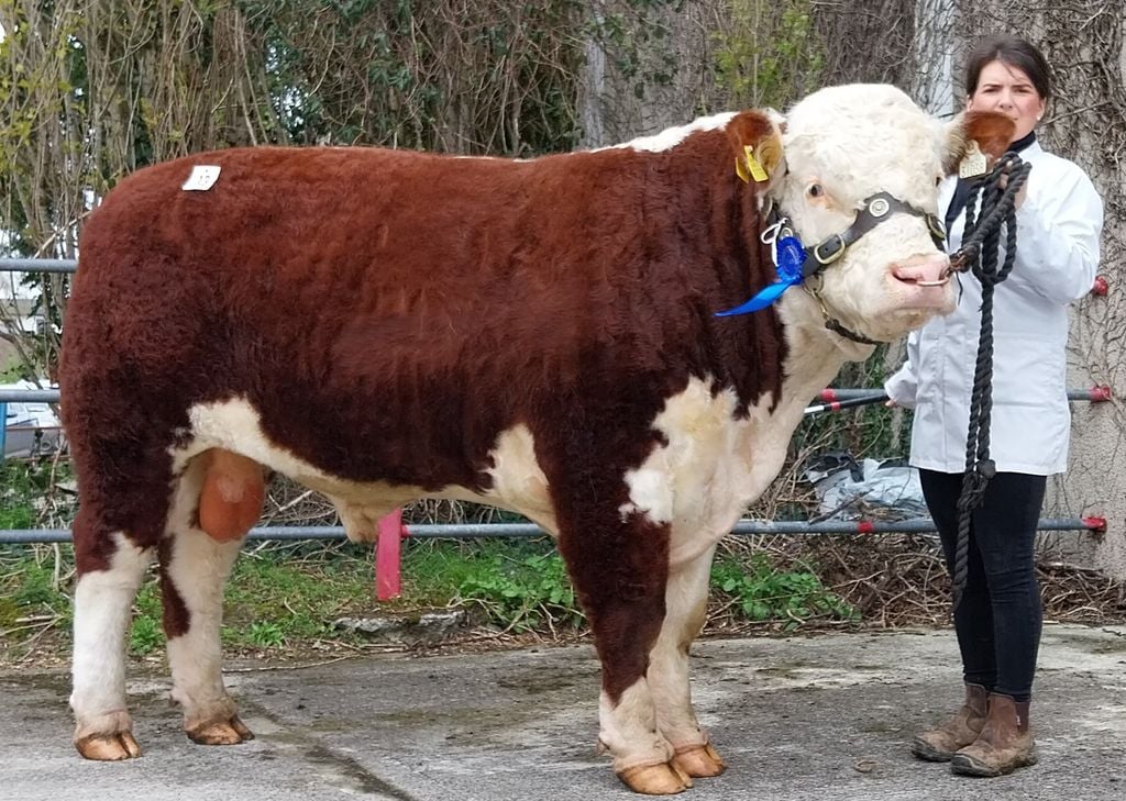 Ardmulchan Wizard HH with breeder Catherine Smyth