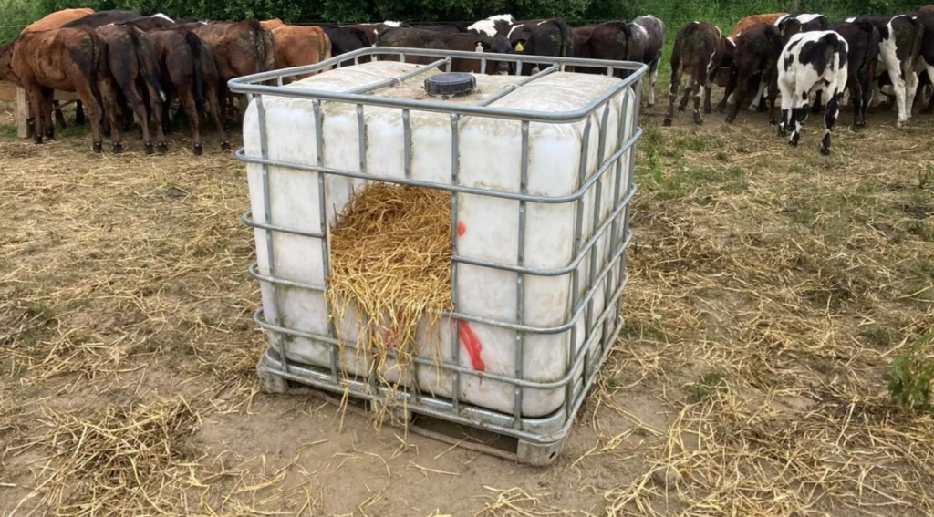 A converted IBC tank used to feed calves at grass roughage such as straw