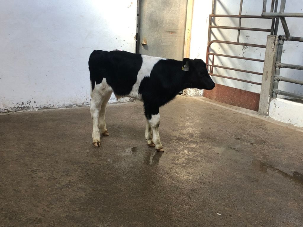 This February-born Friesian bull sold for €95