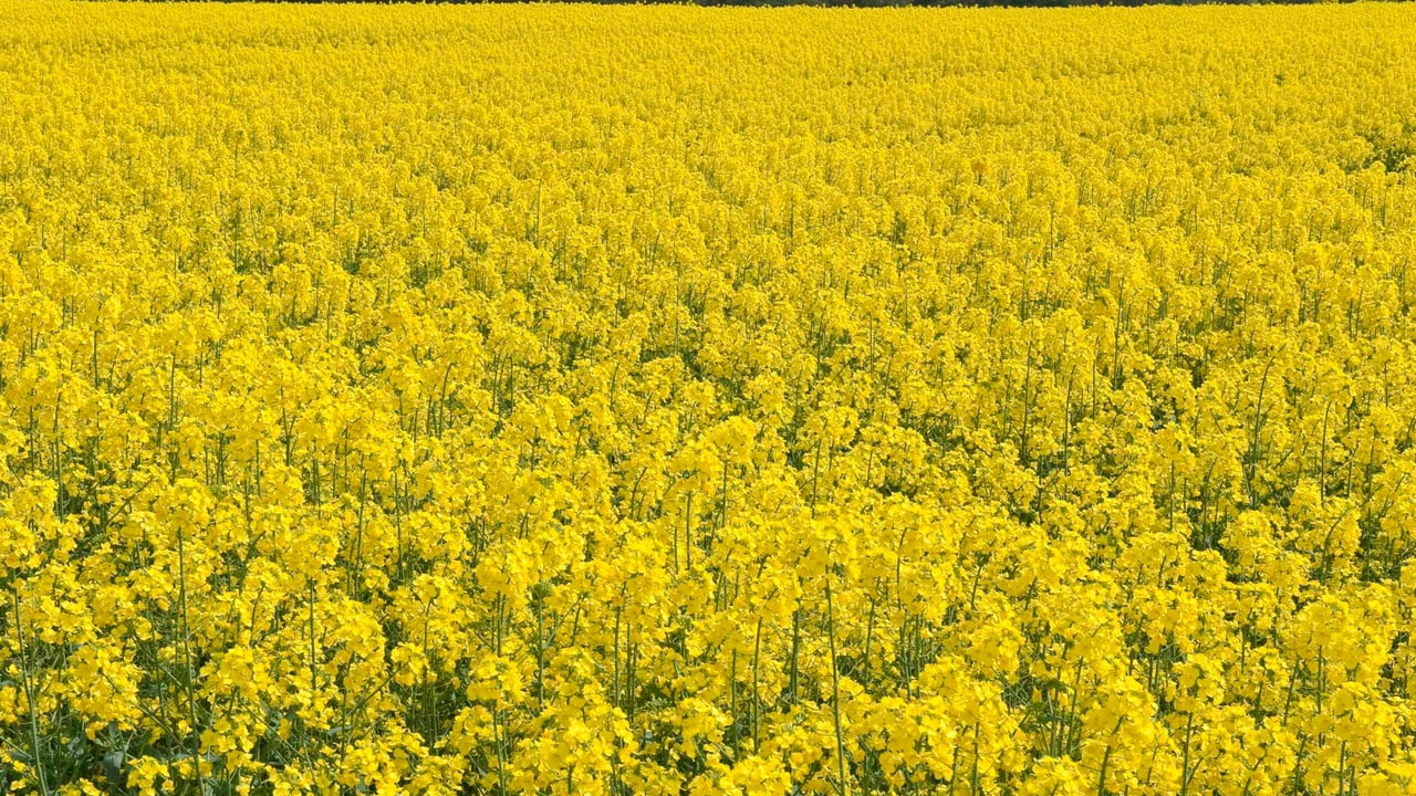 Improving energy from oilseed rape straw