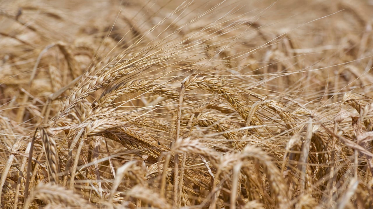 Improved yield expectations for spring barley in Europe