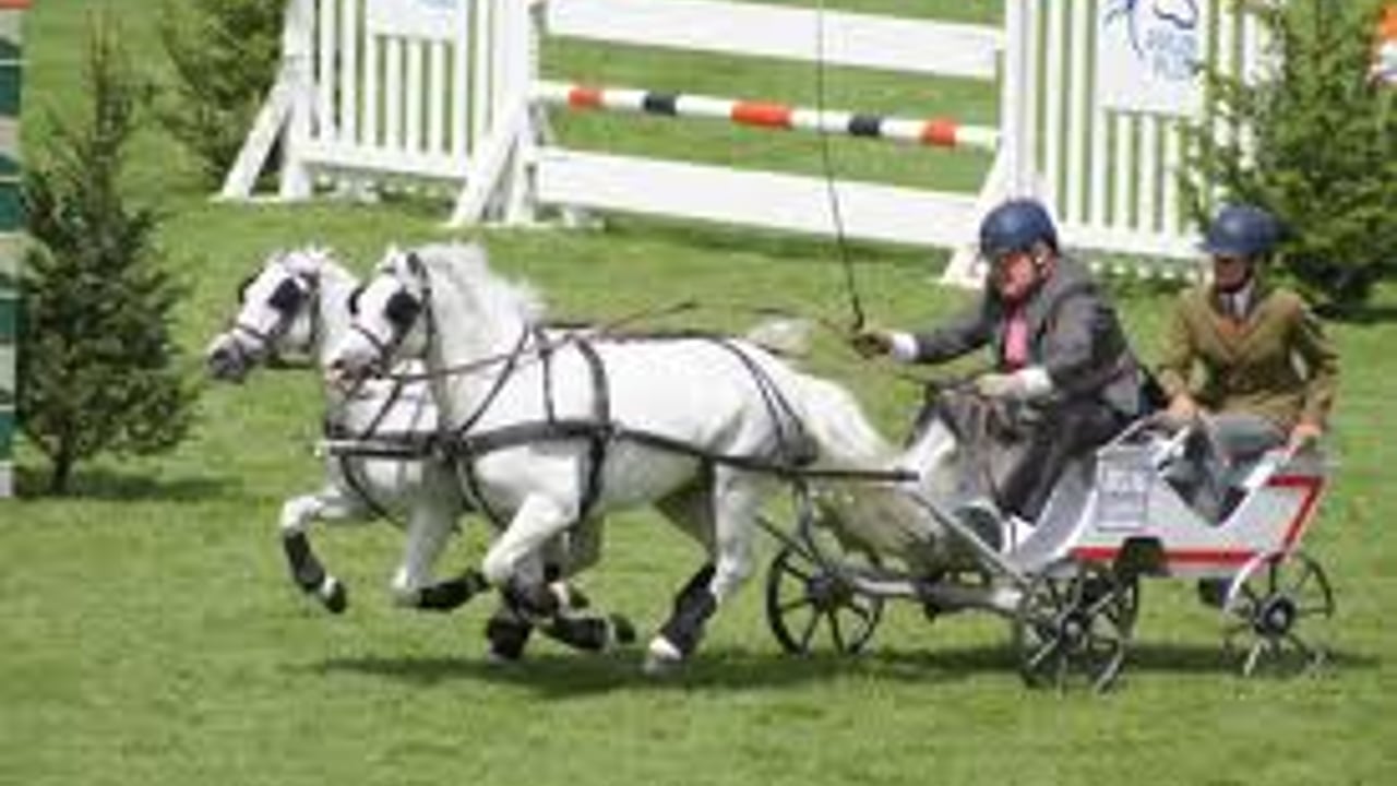 Fast and furious at the dublin horse show