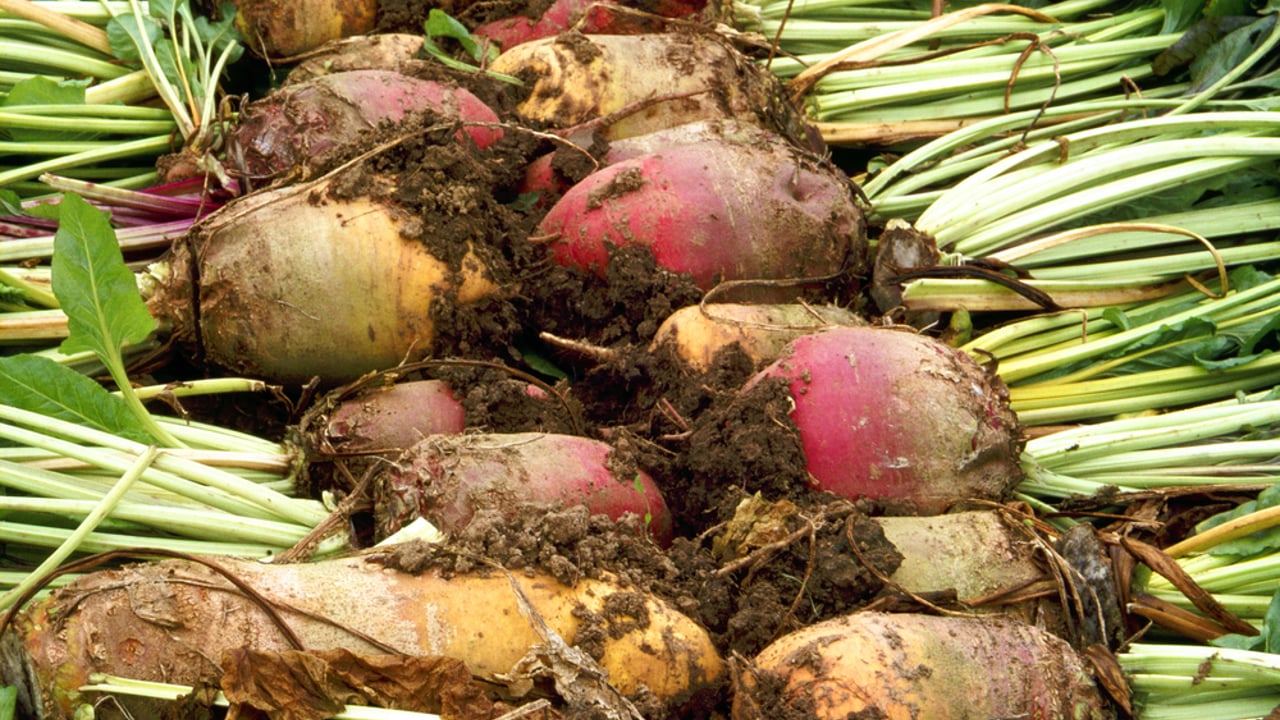Fodder beet harvest will start in earnest this week