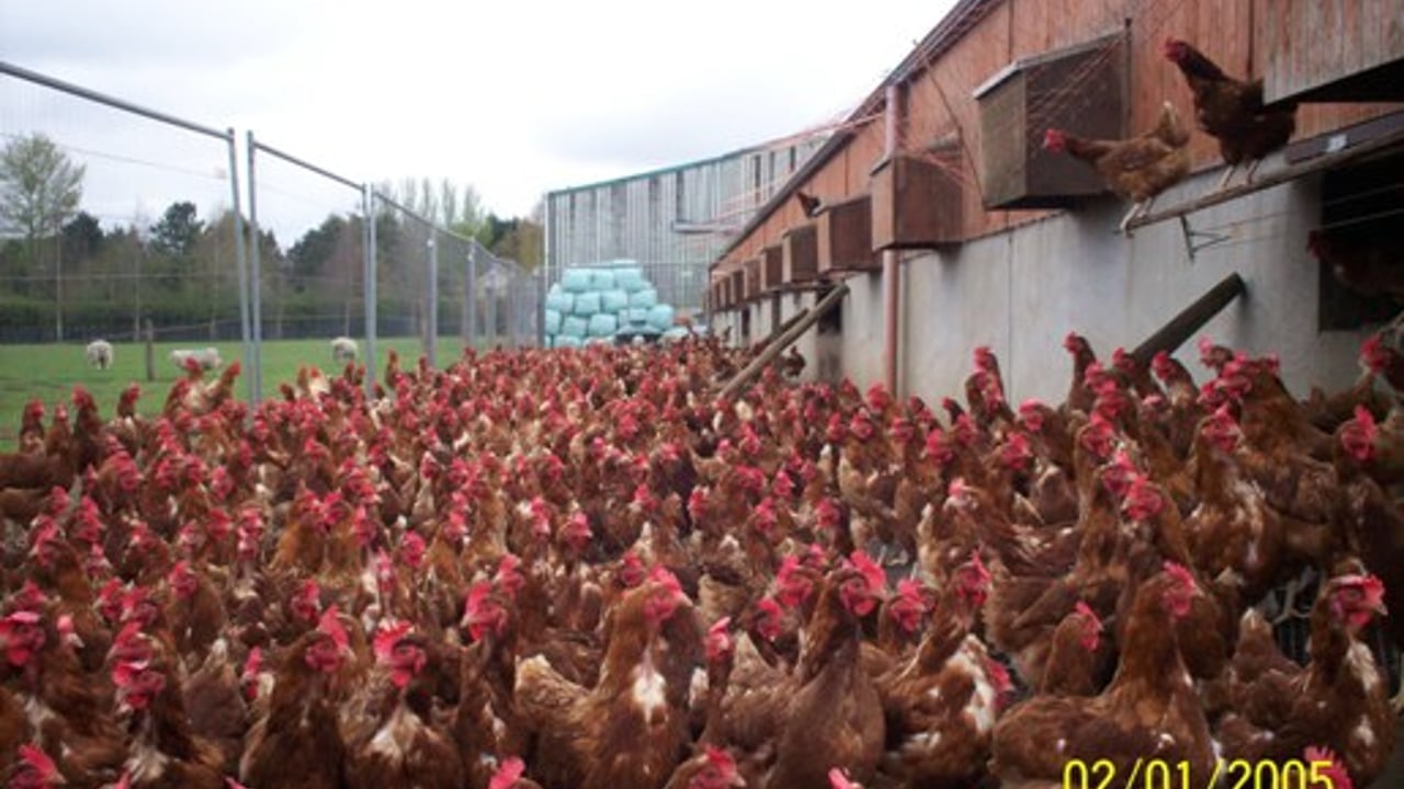 How will Harvest 2020 strategy impact on poultry sector?