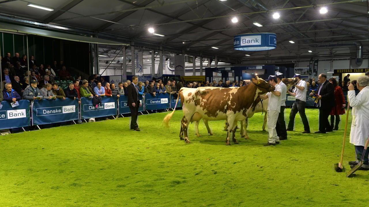 Wexford-Donegal partnership wins Winter Fair inter breed title