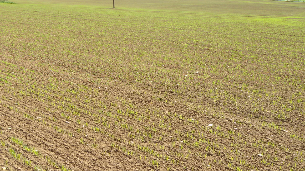 Fertiliser: 11 Apr 3 bags 13-3-20 at sowing 