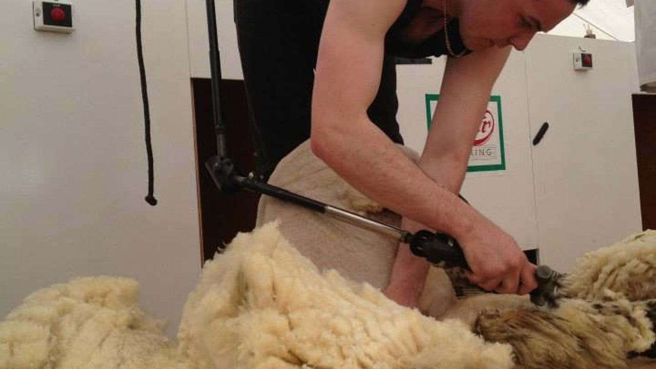 Graeme Davidson using the skills learned at CAFRE Shearing Courses in Competition 