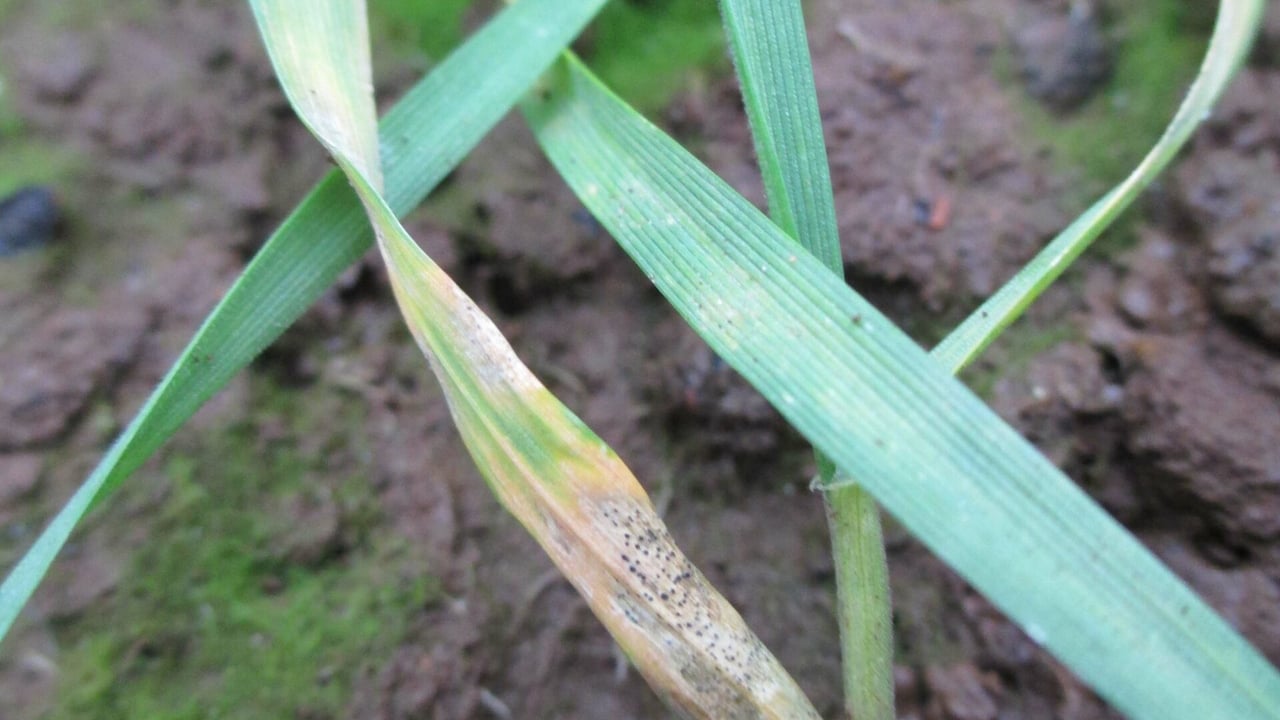 Septoria control key