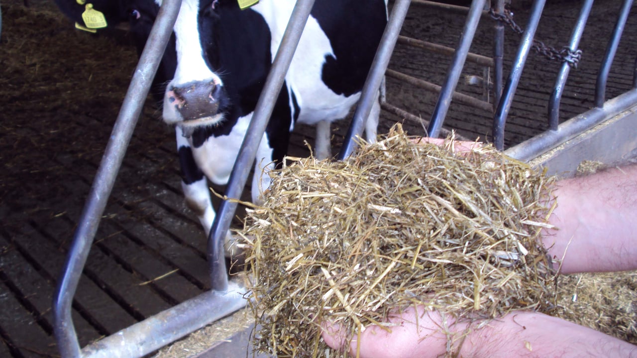 Alternative energy forage options to complement grass silage