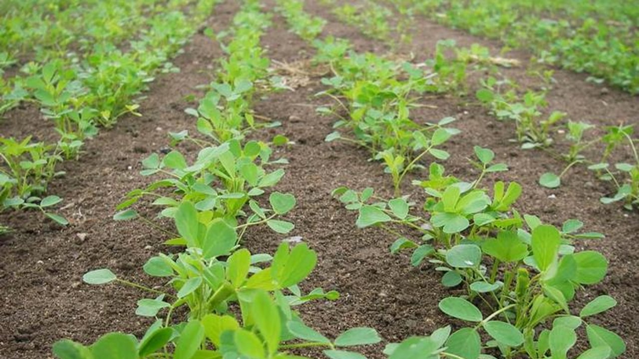 Lucerne grown in Harper Adams University