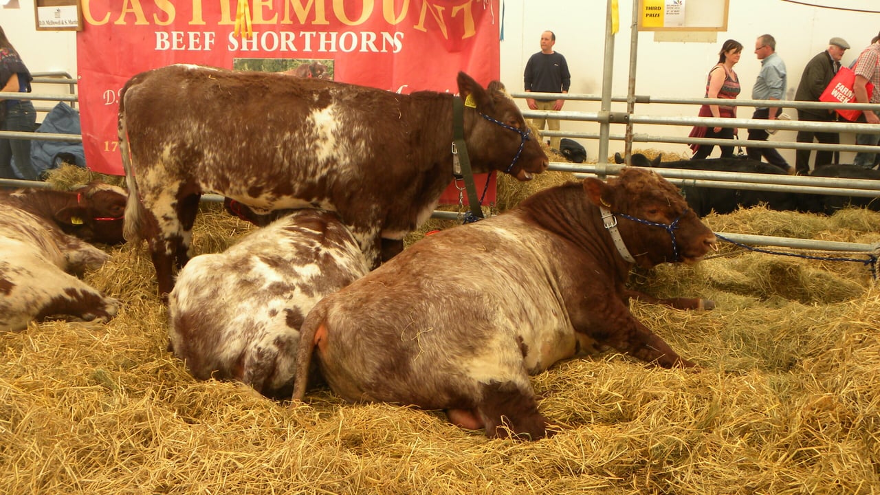 Cattle taking a break at Balmoral Show 2021