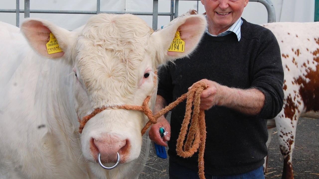 Ready for the off on Day 1 of Balmoral Show: Co Down Charolais breeder Albert Connolly with his yearling bull Brigadoon Invader