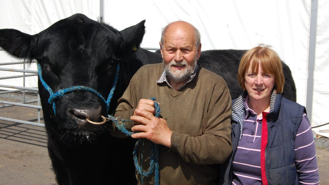 Cork Angus breeder Albert de Cogan and his wife Jennifer preparing Rosemead Korona for his big day at Balmoral Show