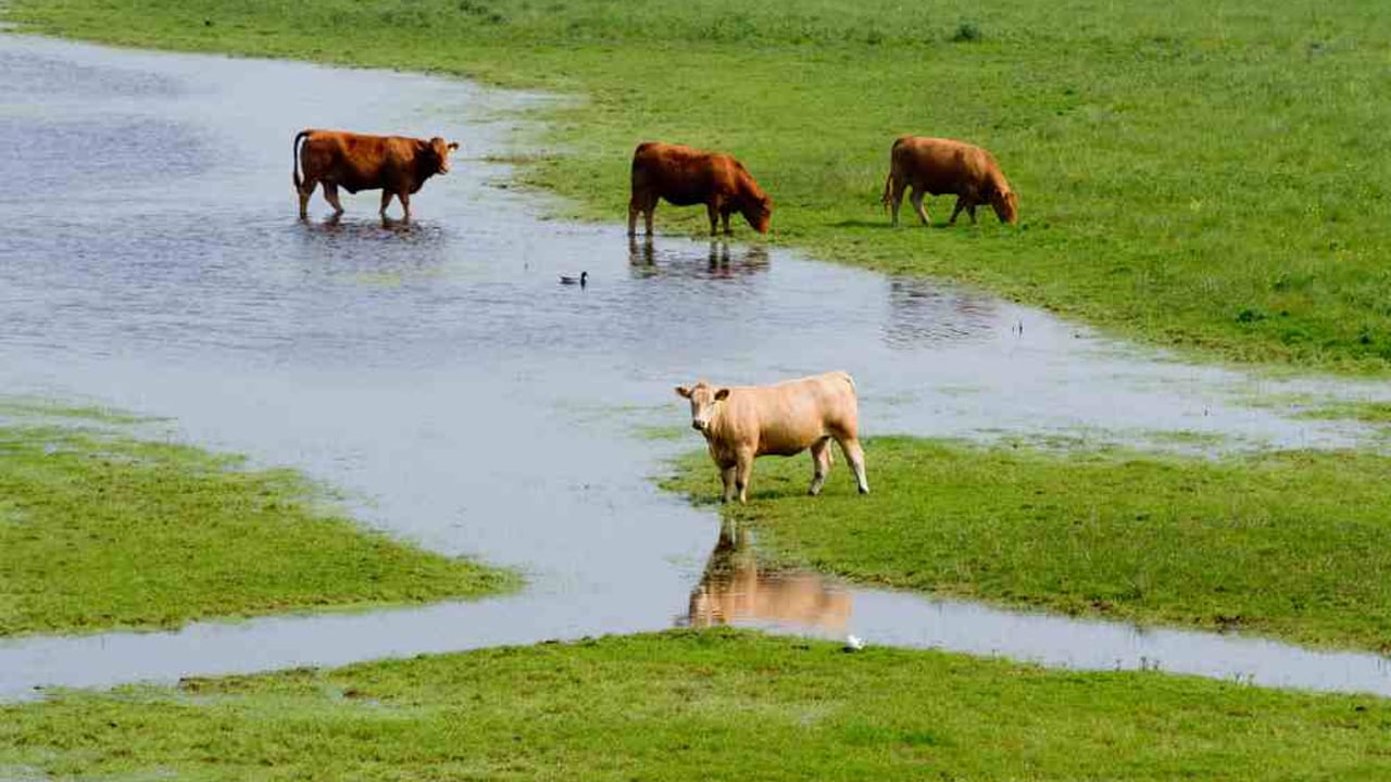 Western farmers face further flooding as Shannon threatens to flood at Portumna