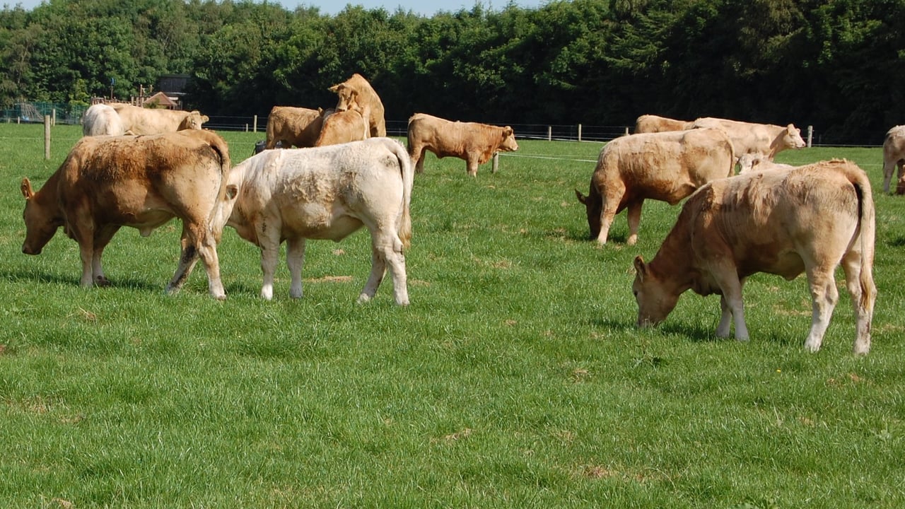 Cattle grazing at Teagasc Grange
