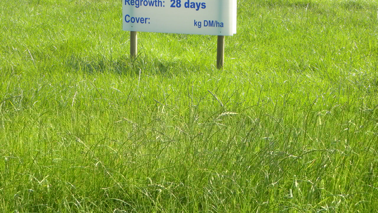 Grass demonstrations at Grange. 