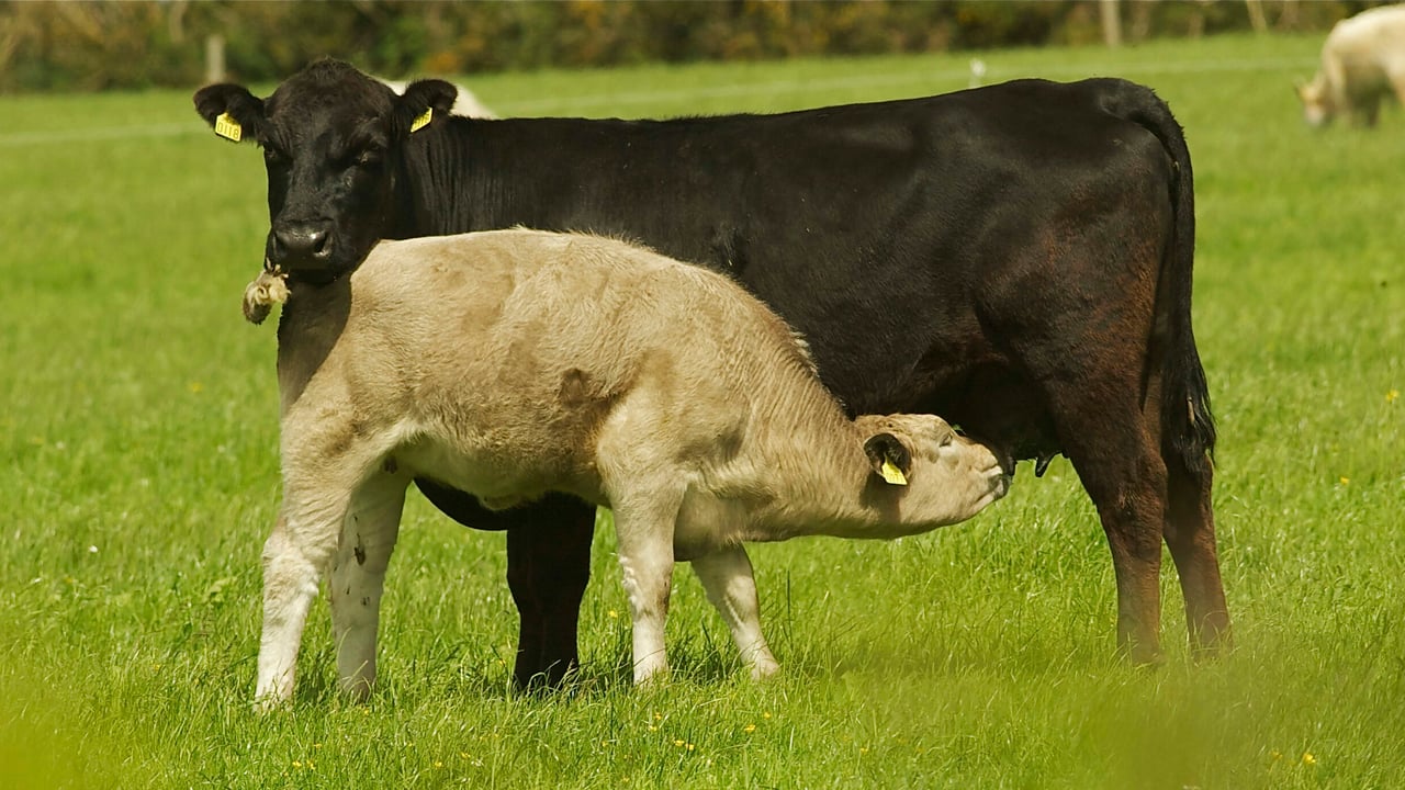 Hill farmers on mooted suckler cull: 'Is climate change now a factor of economics?'