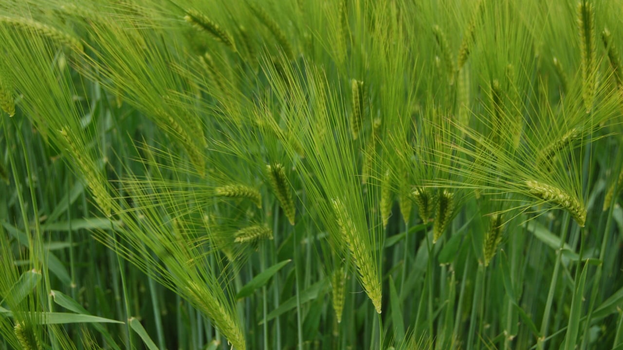 BYDV: The growth of a serious barley problem in the south-east