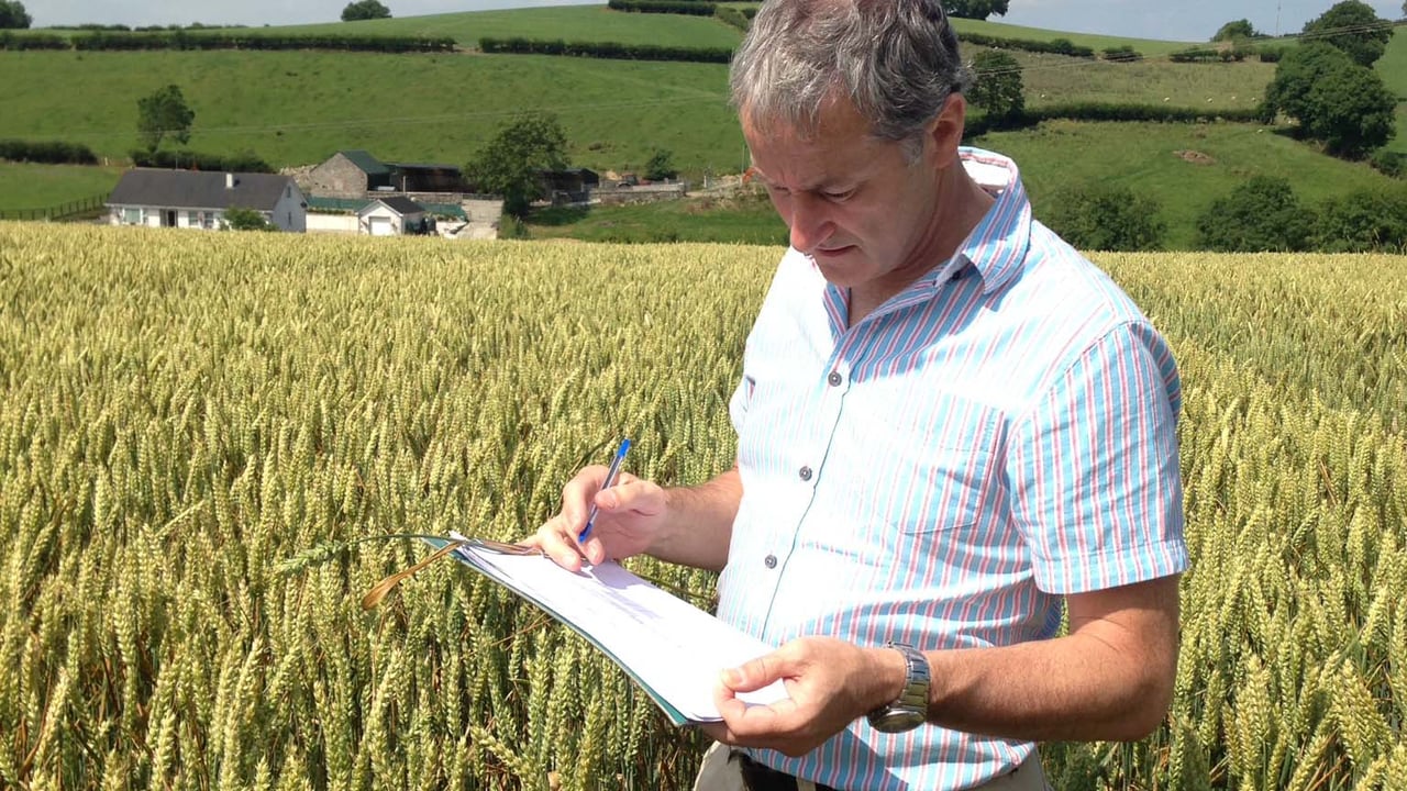 Michael Garvey, CAFRE Dairy Development Adviser, Armagh assesses a winter wheat crop for dry matter and grain texture to determine readyness to harvest.