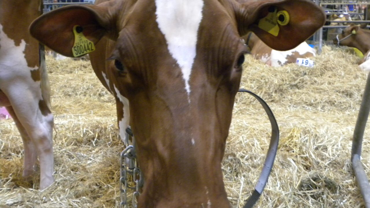 Welcome to the Livestock Event