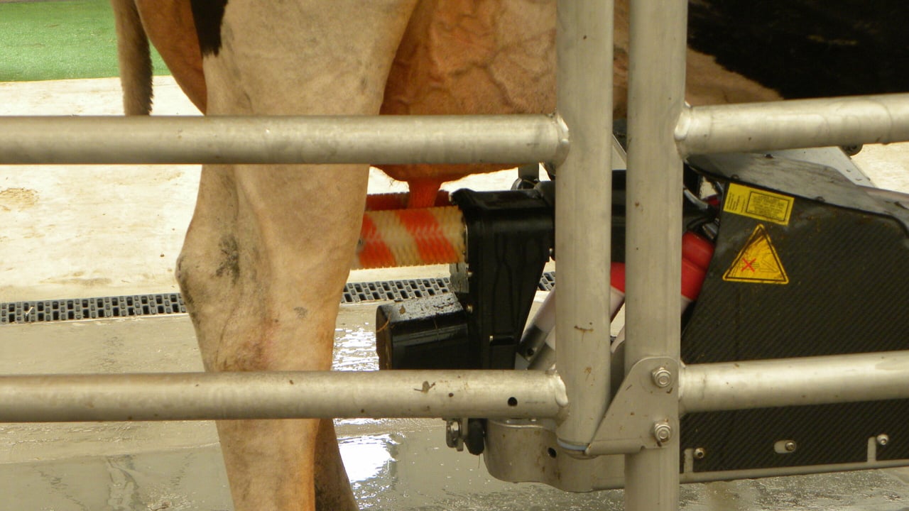 Teat cleaning brushes in action