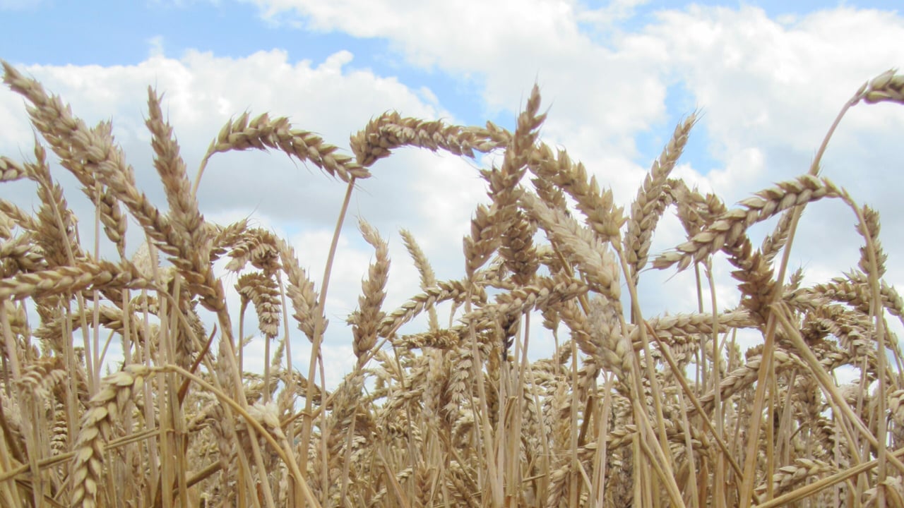 Further convergence would be 'nail in coffin' for grain sector