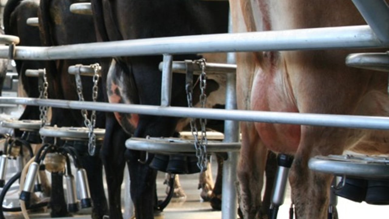 Will superlevy temper the rise in Irish milk production?