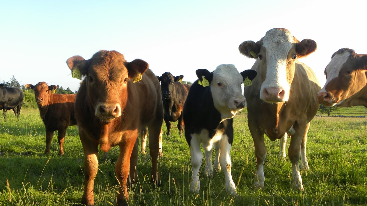 Calf registrations: What breeds are up and which are on the decline?