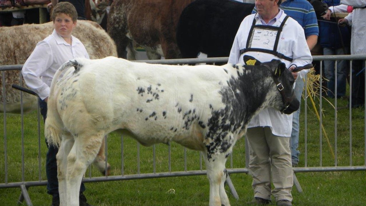 48% of Belgian Blue pedigree calves are embryo transfer