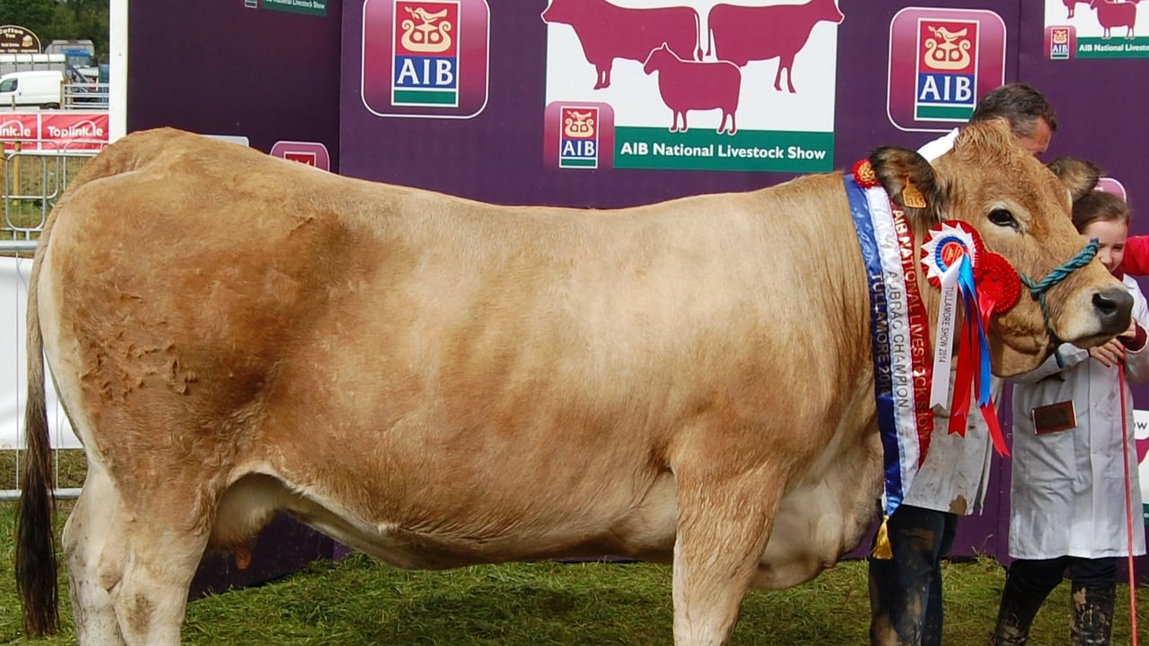 The Aubrach Champion at Tullamore 2014