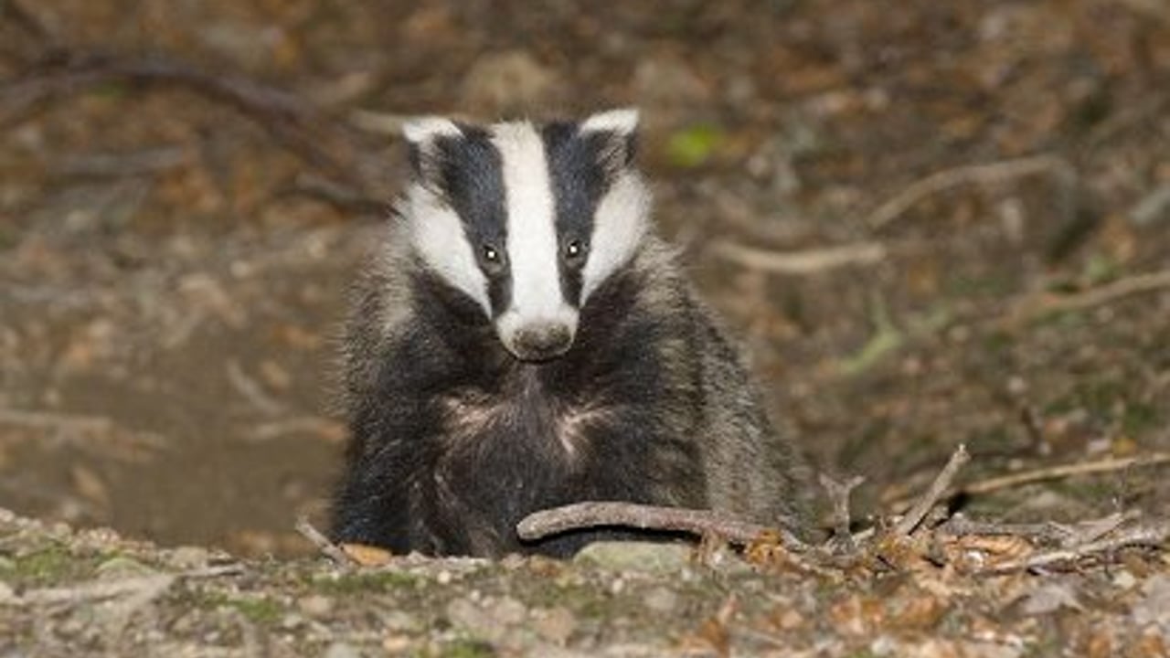 Picture: Badgerwatch Ireland.