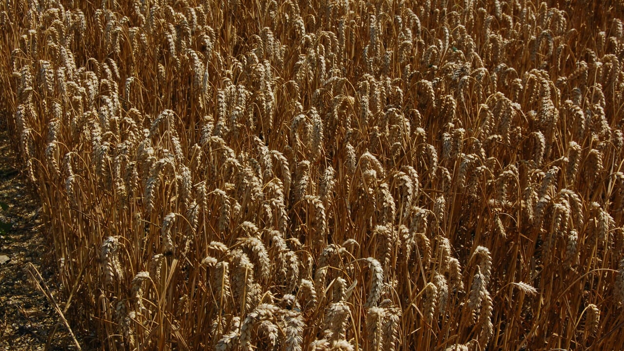 EU set to increase tariffs on wheat and maize from Russia