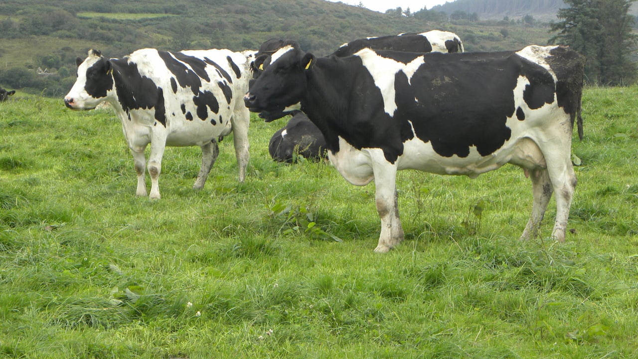 Glanbia use stability fund to offset 2cpl August milk price cut