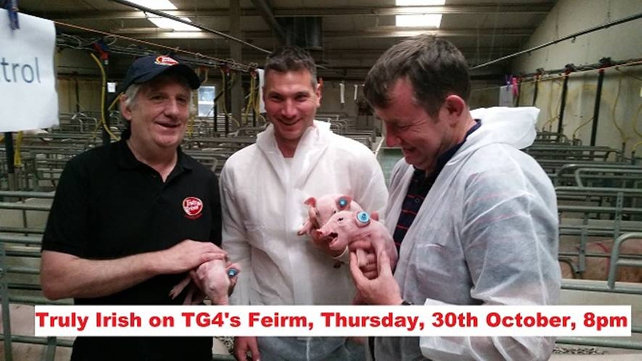Pig industry features on tonight's Feirm