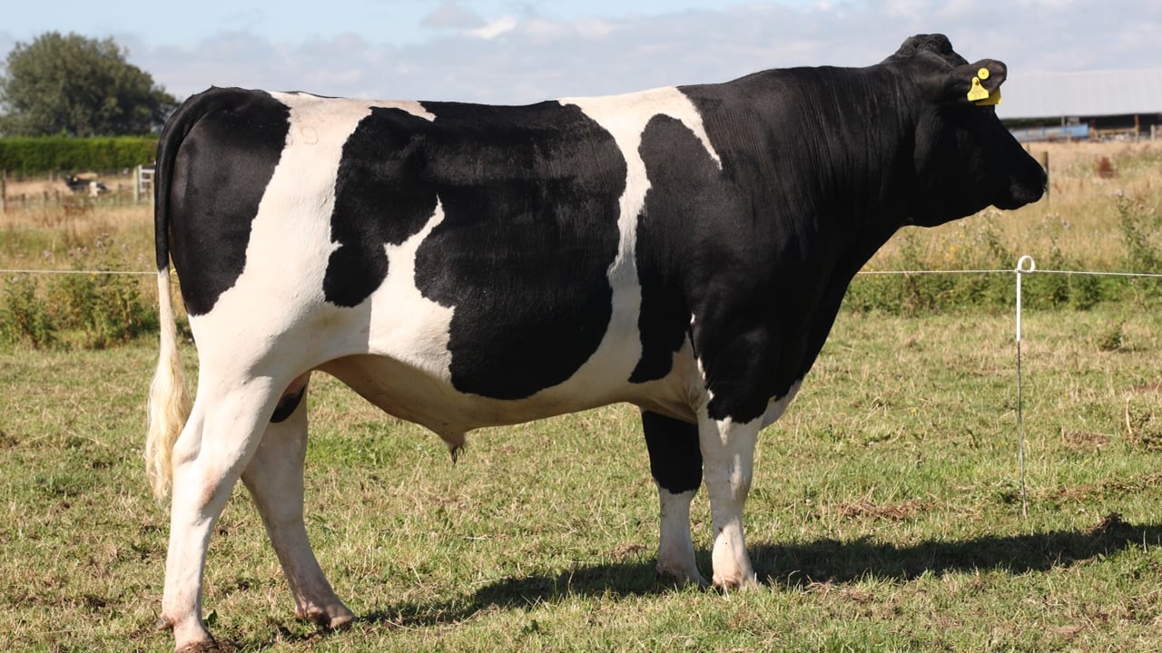 Observer who is ¾ Friesian and ¼ Jersey.